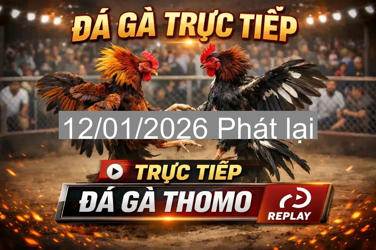 🔥 Đá gà Thomo CPC4 & CPC5 ngày 10/01/2026 – Theo dõi và cập nhật theo ngày